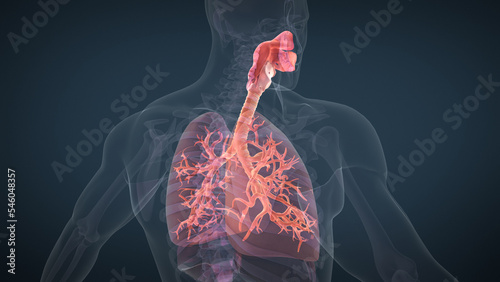 Obraz na płótnie Human respiratory system lungs anatomy