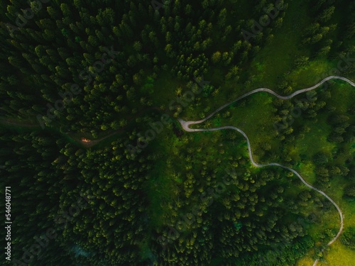 Dense lush green trees in the forest with winding roads from a bird's eye view © Kristaps Ungurs/Wirestock Creators