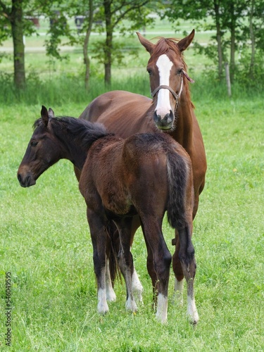 Fotobehang Vertical shot of a beautiful mare with its foal standing together on pasture