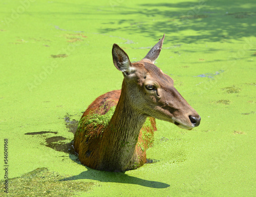 The elk, or wapiti is one of the largest species within the deer family, Cervidae, in the world, and one of the largest land mammals in North America and Eastern Asia. photo