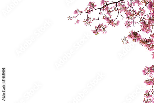 Decoration botany deep pink cherry Blossom PNG Form 