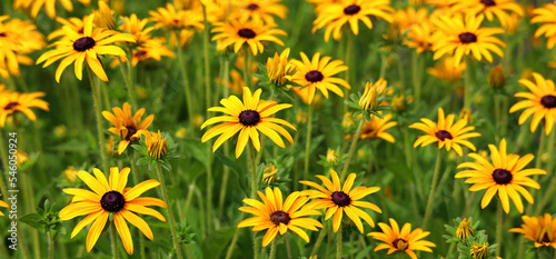 Rudbeckia. The species are commonly called coneflowers and black-eyed-susans  all are native to North America and many species are cultivated in gardens for their showy yellow or gold flower heads. 