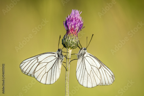 Two black-veined White (Aporia crataegi) face to face in a meadow.