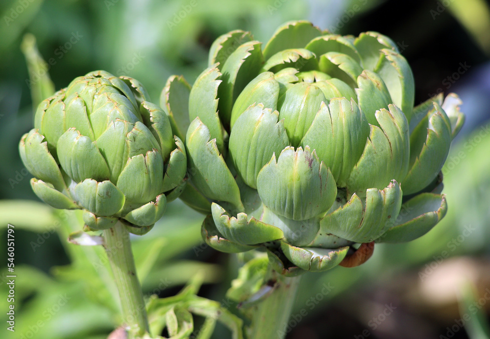 Fototapeta premium The cardoon, Cynara cardunculus, also called the artichoke thistle, is a thistle in the sunflower family. It is a naturally occurring species that also has many cultivated forms