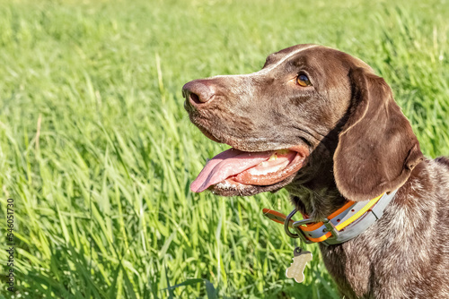 A young hunting dog of the Kurz-Haar breed in the tall green grass in the park. summer time vacation