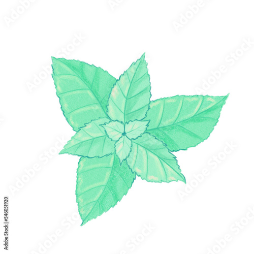 green leaves of mint isolated on transparent background
