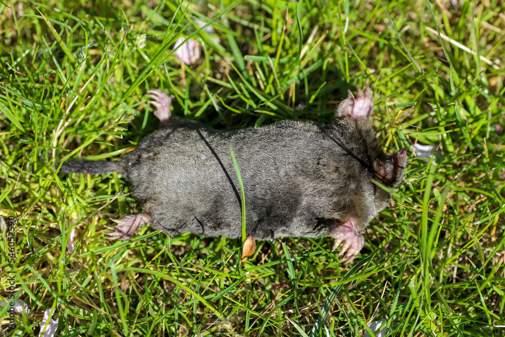 Taupe morte sur le dos dans un jardin tué par un chat Taupe morte sur le dos dans un jardin tué par un chat