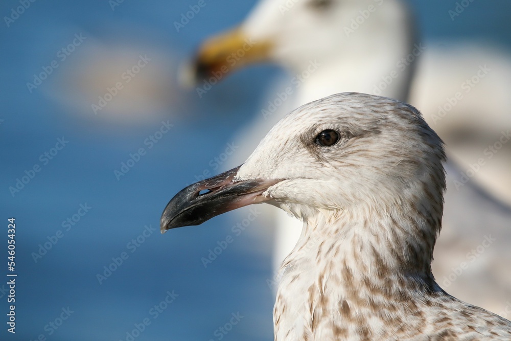Closeup of a juvenile ring-billed gull, Larus delawarensis. Closeup of a juvenile ring-billed gull, Larus delawarensis.