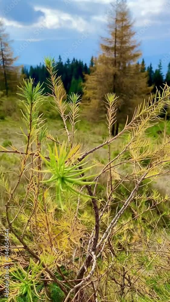 Larix decidua modrina european near close-up yellow leaves twigs pine coniferous tree transition to landscape Larix decidua modrina european near close-up yellow leaves twigs pine coniferous tree transition to landscape