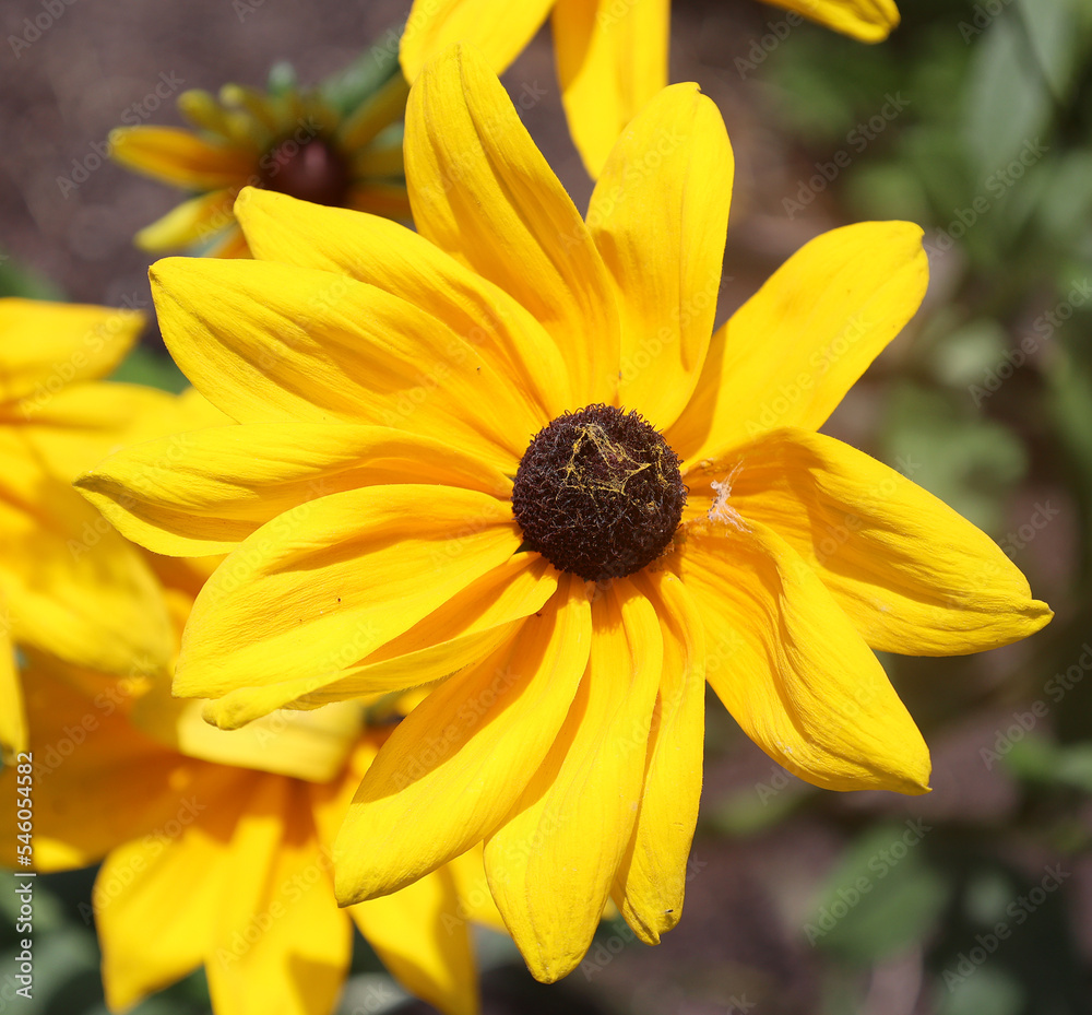 Rudbeckia. The species are commonly called coneflowers and black-eyed-susans; all are native to North America and many species are cultivated in gardens for their showy yellow or gold flower heads. Rudbeckia. The species are commonly called coneflowers and black-eyed-susans; all are native to North America and many species are cultivated in gardens for their showy yellow or gold flower heads.
