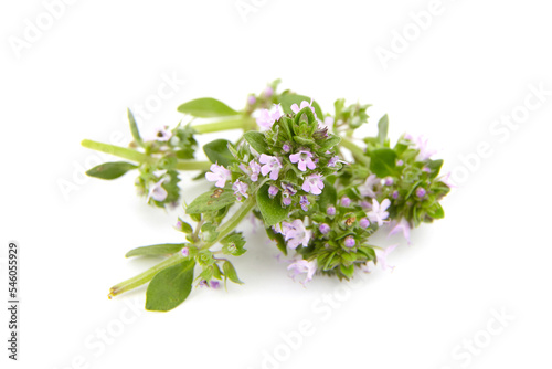 Thyme sprigs with flowers isolated on white. Fresh thyme herb