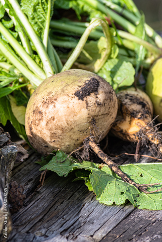 Harvest of turnips from the garden bed. Food gardening on the table.