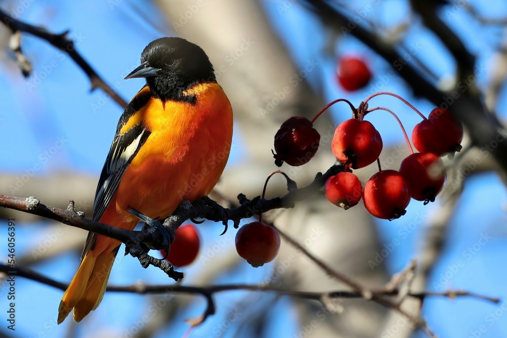 Ταπετσαρία Closeup of a Baltimore oriole perched on a tree branch against the blurred backg