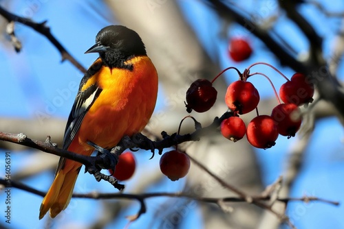 Closeup of a Baltimore oriole perched on a tree branch against the blurred background