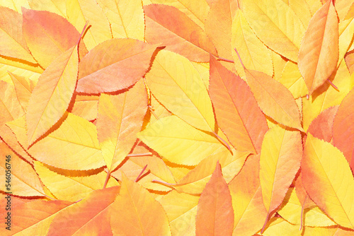 Autumn colorful background of fallen yellow-orange leaves. Top view. Analogous color scheme.
