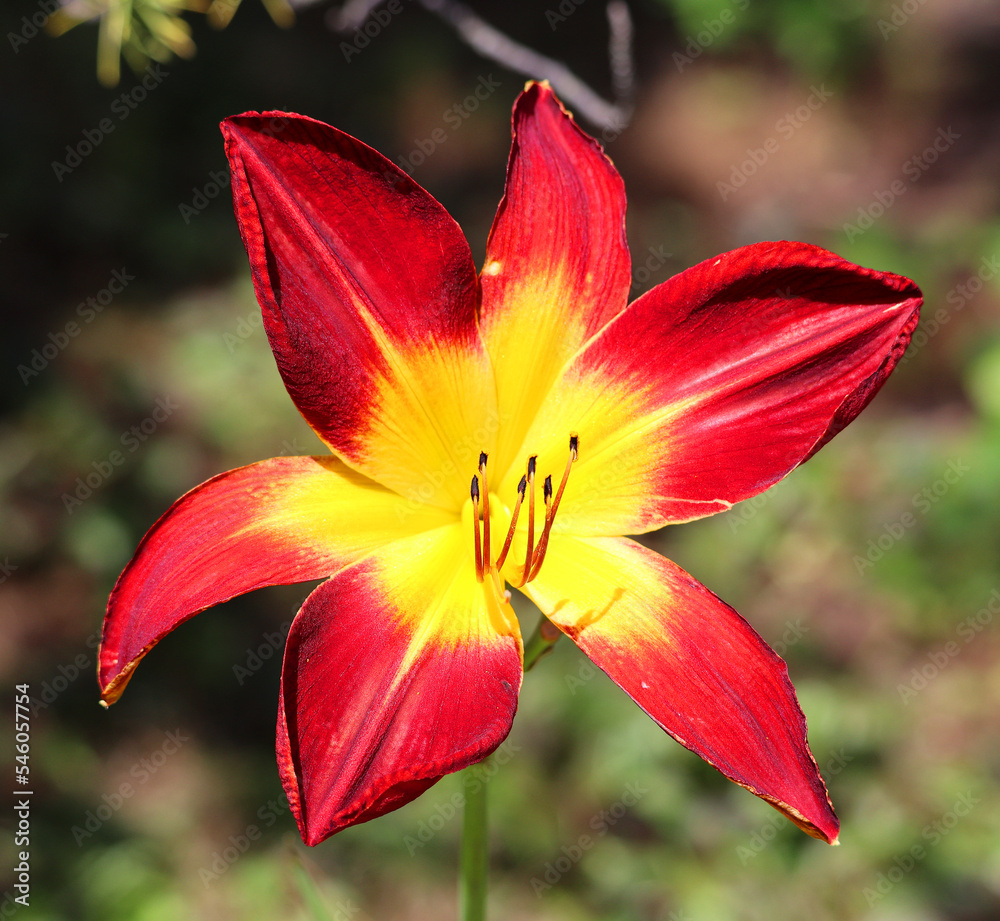 Amaryllis is the only genus in the subtribe Amaryllidinae (tribe Amaryllideae). It is a small genus of flowering bulbs, with two species. Amaryllis is the only genus in the subtribe Amaryllidinae (tribe Amaryllideae). It is a small genus of flowering bulbs, with two species.