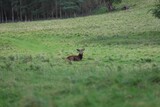 Young red deer lais down on green grass in a greenfield