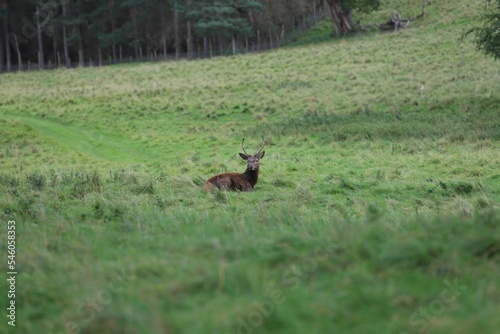 Young red deer lais down on green grass in a greenfield