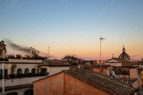 Birds flying over the roofs of Roma at sunset. Panorama of old town in Rome, Italy