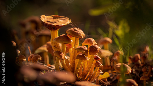 autumn mushrooms in polish forests