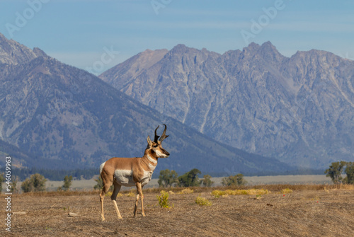 Pronghorn Buck in Grand Teton National Park Wyoming in Autumn