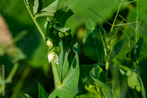 Young green sweet peas are blooming