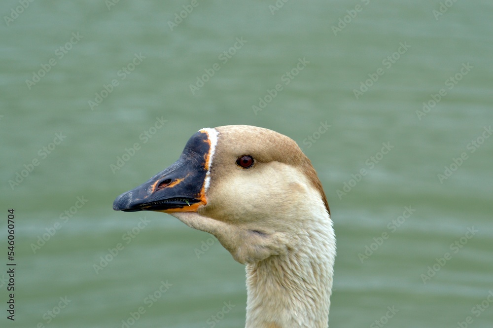 Closeup shot of a Chinese goose found swimming on the surface of the water of a pond Closeup shot of a Chinese goose found swimming on the surface of the water of a pond