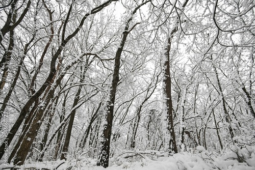Low-angle view of trees covered by snow after a heavy blizzard