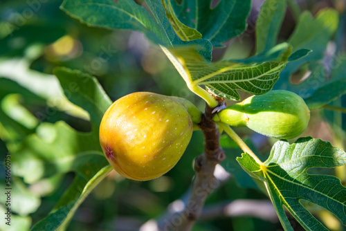 Ripe figs grow on a tree in the sun