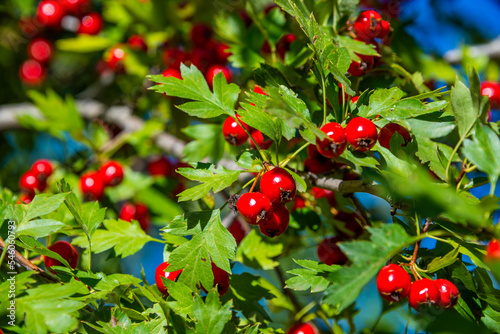 Wild hawthorn grows in the Crimean forest