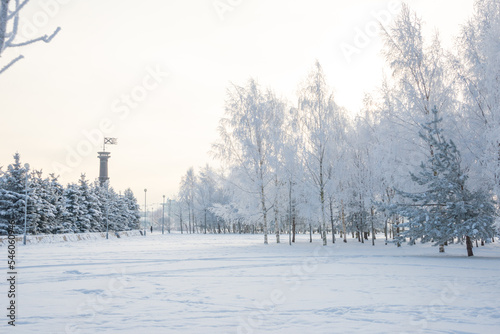 Winter landscape, trees in the snow