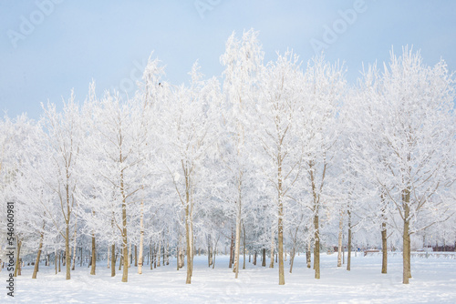 Winter landscape, trees in the snow