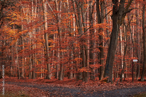 colorful autumn polish forests on a sunny day