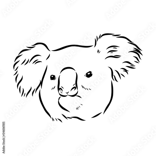Koala bear animal on tree sketch engraving vector illustration. Scratch board style imitation. Black and white hand drawn image.
