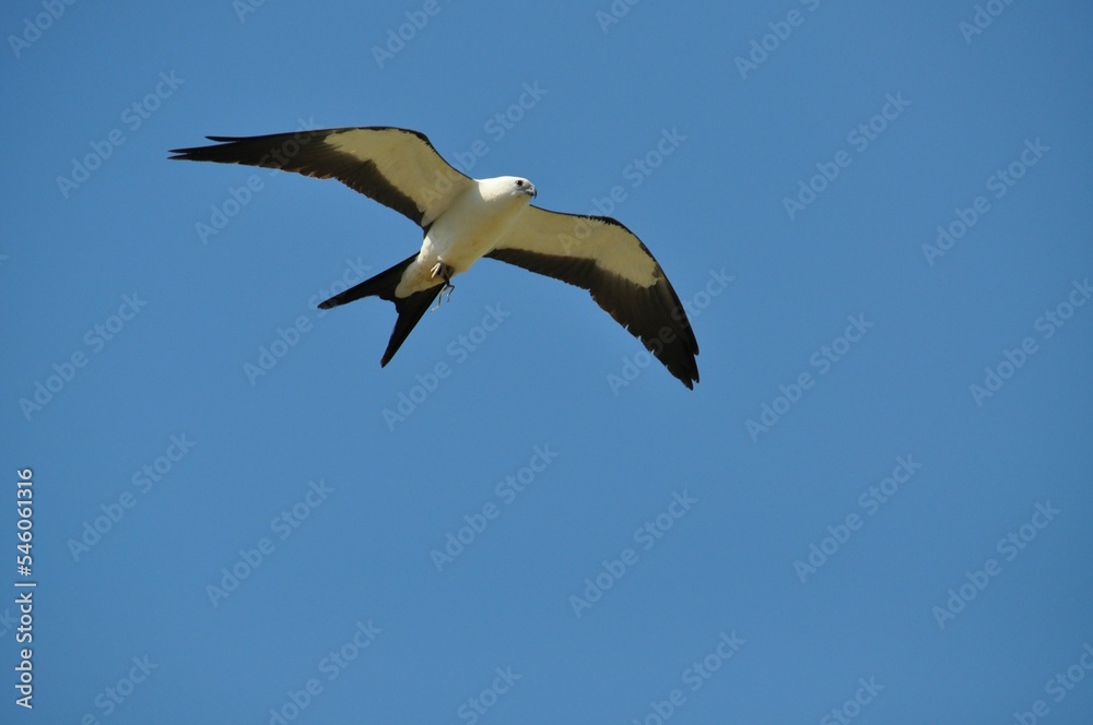 Closeup shot of a swallow-tailed kite flying in the air Closeup shot of a swallow-tailed kite flying in the air