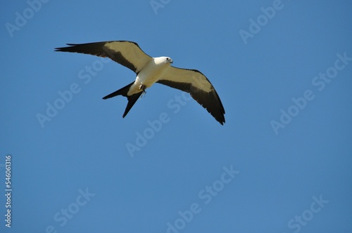 Closeup shot of a swallow-tailed kite flying in the air