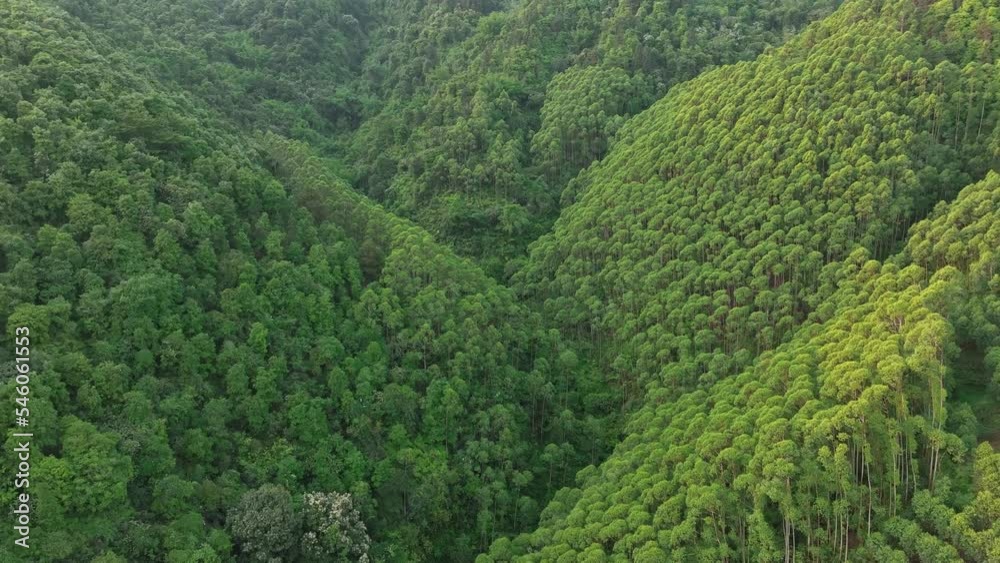 Aerial view of deciduous jungle in Shanglin County in China