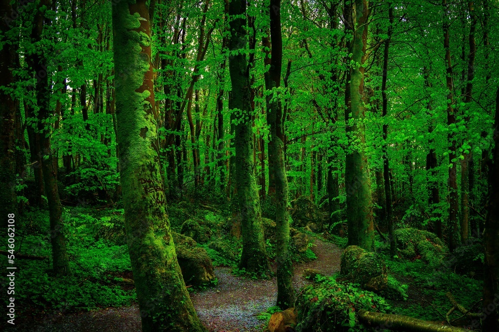 Fototapeta premium Low-angle view of a beautiful forest on a sunny day