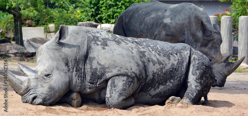 The white rhinoceros or square-lipped rhinoceros is the largest extant species of rhinoceros.  It has a wide mouth used for grazing and is the most social of all rhino species