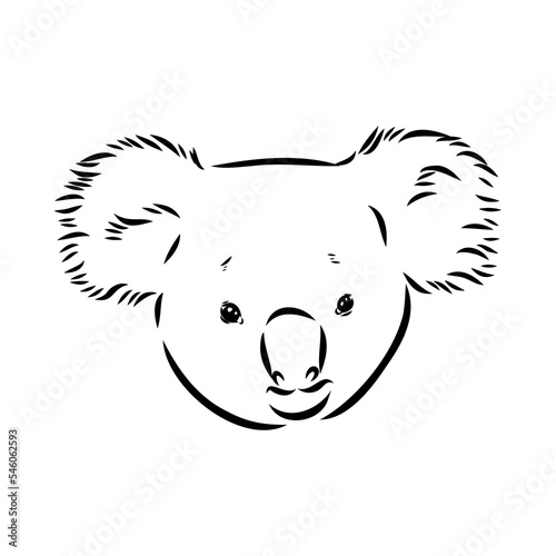 Koala bear animal on tree sketch engraving vector illustration. Scratch board style imitation. Black and white hand drawn image.