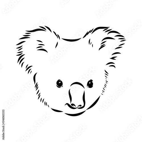 Koala bear animal on tree sketch engraving vector illustration. Scratch board style imitation. Black and white hand drawn image.