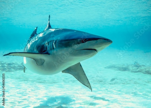 Big dangerous shark  Selachimorpha  swimming in the ocean on a sunny day