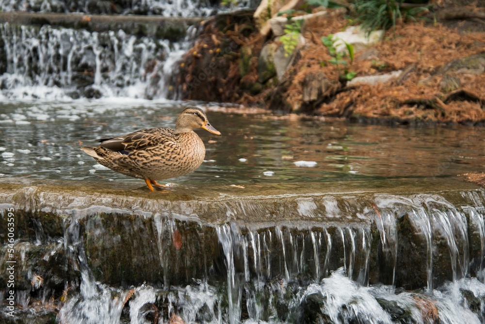 Mallard from the family of ducks of the order Anseriformes sits on a ...