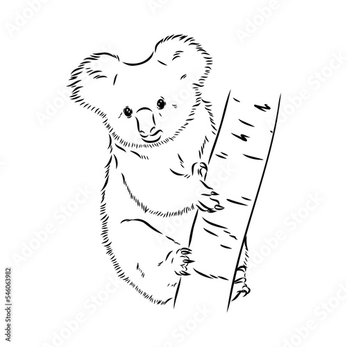 Koala bear animal on tree sketch engraving vector illustration. Scratch board style imitation. Black and white hand drawn image.
