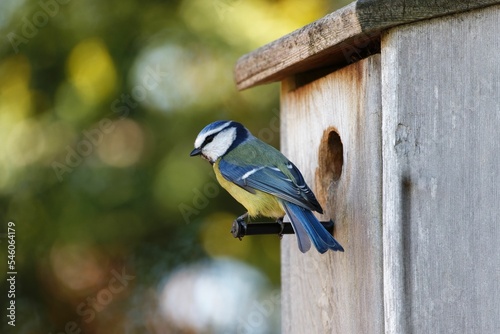 Papier peint Closeup shot of a Eurasian blue tit perched in front of its wooden birdhouse