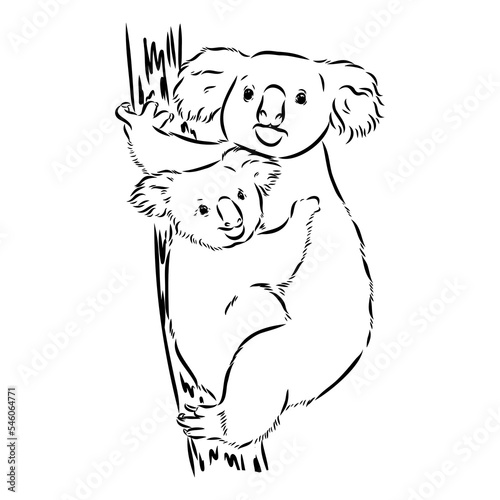 Koala bear animal on tree sketch engraving vector illustration. Scratch board style imitation. Black and white hand drawn image.