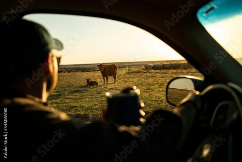 Cattleman checking cattle while drinking coffee at sunrise