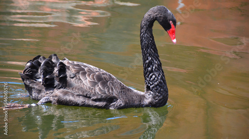 Fototapeta Naklejka Na Ścianę i Meble -  Black swan is a large waterbird, a species of swan which breeds mainly in Australia. A New Zealand subspecies was apparently hunted to extinction by Maori but the species was reintroduced in the 1860