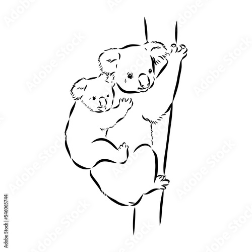 Koala bear animal on tree sketch engraving vector illustration. Scratch board style imitation. Black and white hand drawn image.
