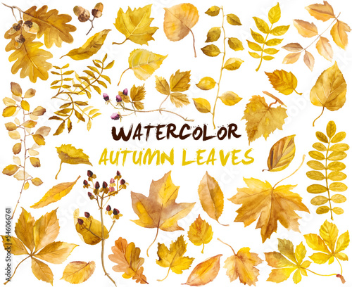 Watercolor autumn leaves isolated on white